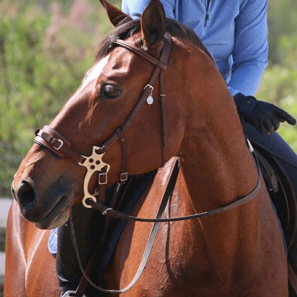 English Hackamore Equusport Custom Saddlery